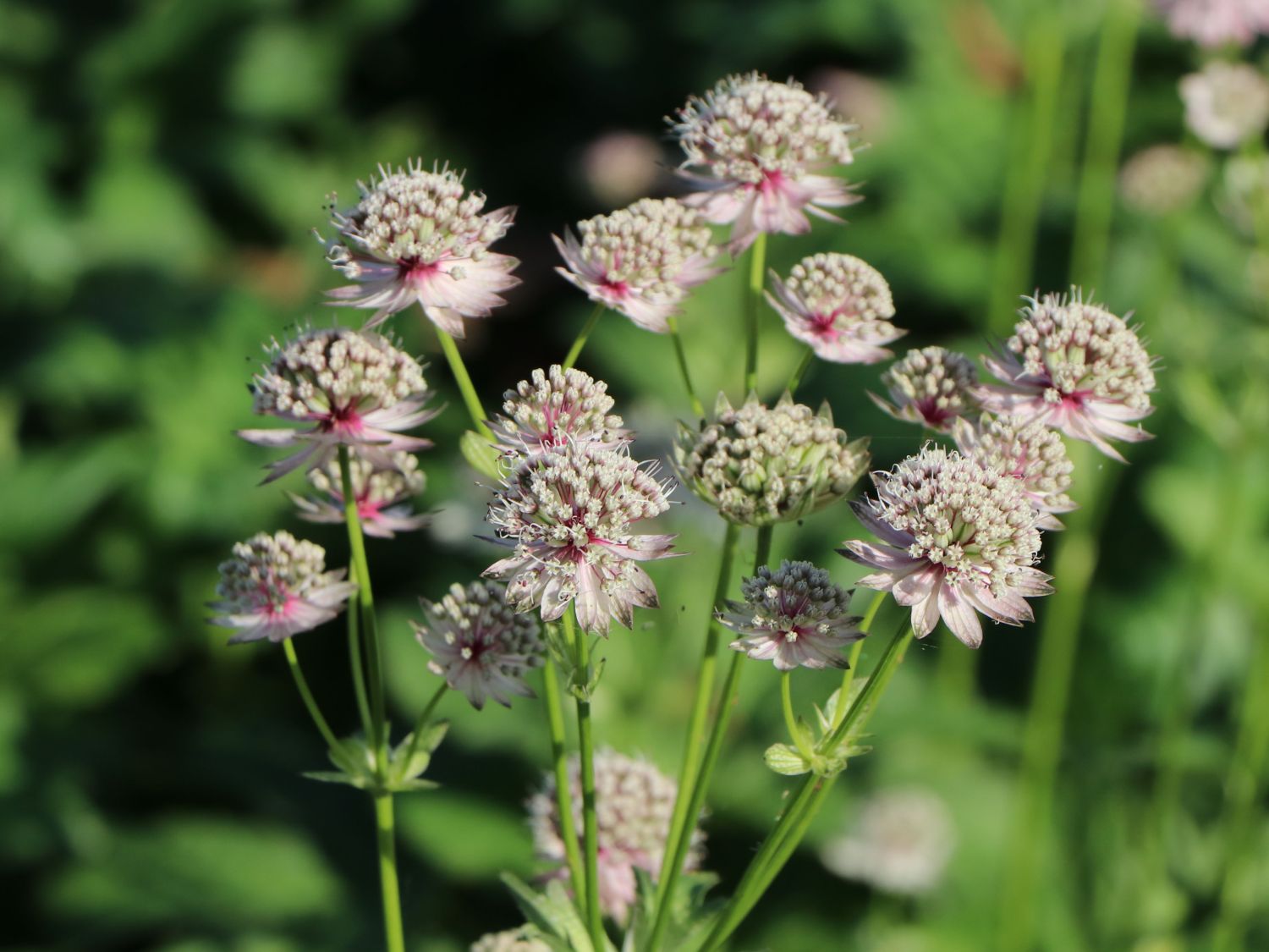 Blüten der Sterndolde