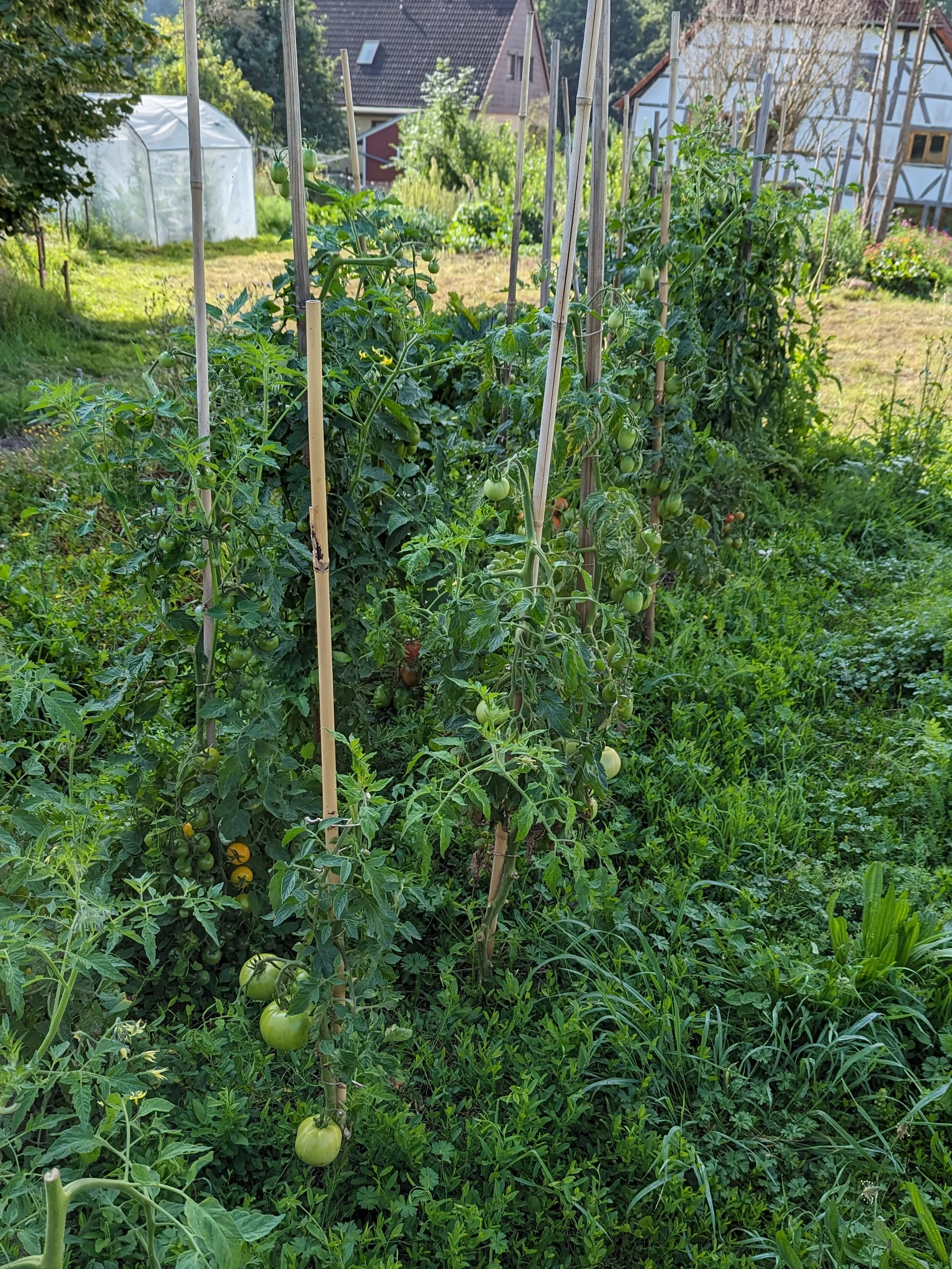 Tomatenpflanzen im Unkraut